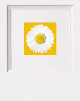 Daisy – Yellow Edition