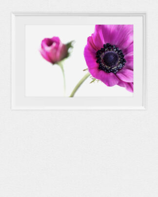 Purple Sisters - Ästhetische Digitalfotografie von Anemonen auf Kunstdruckpapier