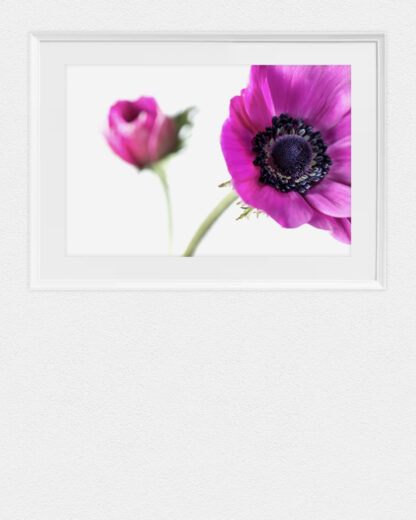 Purple Sisters - Ästhetische Digitalfotografie von Anemonen auf Kunstdruckpapier