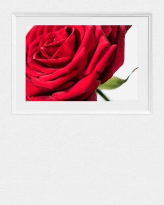 Ästhetische Digitalfotografie einer vollen Rosenblüte auf Fineartpapier