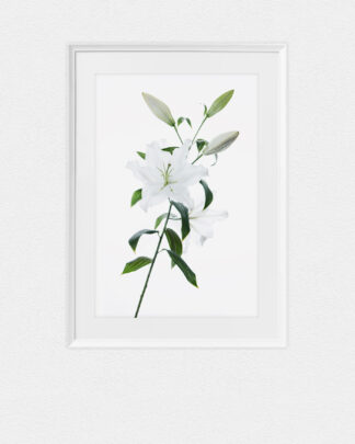 Ästhetische Fineart-Fotografie einer weißen Lilie